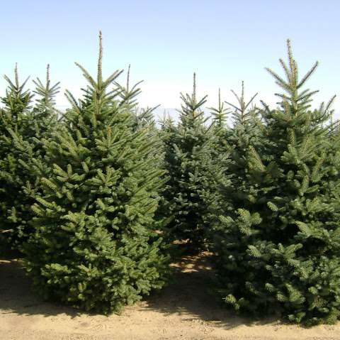 Sloan Nursery & Christmas Trees